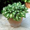 bohyska hosta mediovariegata 3