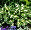 bohyska hosta mediovariegata 4