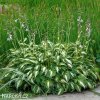 bohyska hosta mediovariegata 5