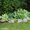 bohyska hosta mediovariegata 6