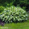 bohyska hosta mediovariegata 1