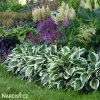 bohyska hosta patriot 2