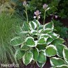 bohyska hosta patriot 3