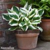 bohyska hosta patriot 4