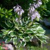 bohyska hosta patriot 5