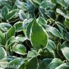 bohyska hosta patriot 6