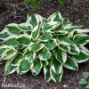 bohyska hosta patriot 1