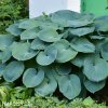 bohyska hosta mouse ears 3