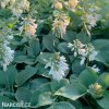 bohyska hosta mouse ears 4