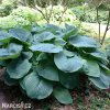 bohyska hosta mouse ears 5