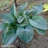 bohyska hosta mouse ears 6