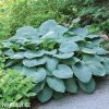 bohyska hosta mouse ears 1