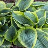 bohyska hosta frances williams 3