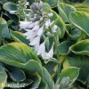 bohyska hosta frances williams 4