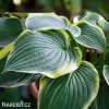 bohyska hosta frances williams 5