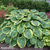 bohyska hosta frances williams 1