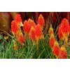 Kniphofia Alcazar 03