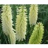 Kniphofia Ice Queen 02