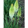 Kniphofia Ice Queen 03