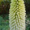 Kniphofia Ice Queen 04