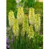 Kniphofia Ice Queen 01