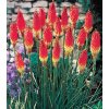 Kniphofia Royal 02