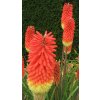 Kniphofia Royal 03