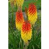 Kniphofia Royal 01