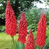 Kniphofia Amazing fun 03