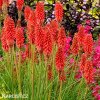 Kniphofia cerveny mnohokvet amazing fun 2