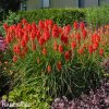 Kniphofia cerveny mnohokvet amazing fun 3