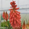 Kniphofia cerveny mnohokvet amazing fun 4