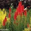 Kniphofia cerveny mnohokvet amazing fun 5