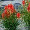 Kniphofia cerveny mnohokvet amazing fun 6