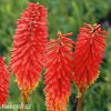 Kniphofia cerveny mnohokvet amazing fun 1