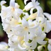 bily hyacint carnegie 3