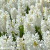 bily hyacint carnegie 6