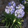 Agapanthus Kalokvet svetle modry 6