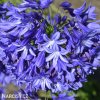 Agapanthus Kalokvet tmave modry 3