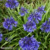 Agapanthus Kalokvet tmave modry 5