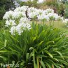 Agapanthus kalokvet bily 2