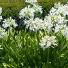 Agapanthus kalokvet bily 3