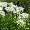 Agapanthus kalokvet bily 4