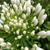 Agapanthus kalokvet bily 7