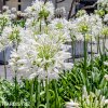 Agapanthus kalokvet bily 8