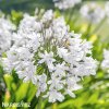 Agapanthus kalokvet bily 9