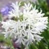 Agapanthus kalokvet bily 10