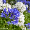 Agapanthus Kalokvet smes barev mix 3