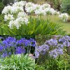 Agapanthus Kalokvet smes barev mix 4