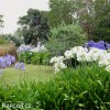 Agapanthus Kalokvet smes barev mix 7